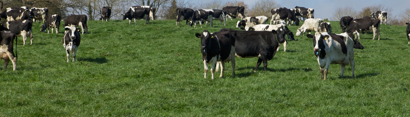 an image of cows eating grass in a field